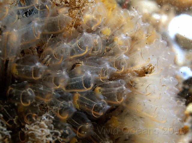 DW265257.JPG - The lighbulb tunicates - Clavelina lepadiformis - on the Vera have been very variable this year. These appear to be full of egg masses