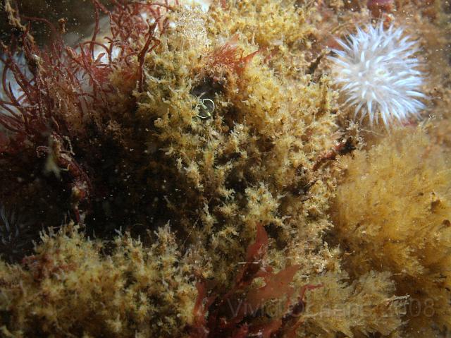 DW265284.JPG - In summer the turf animals battle for space, this is an area of a turfed bryozoan which we still have to identify
