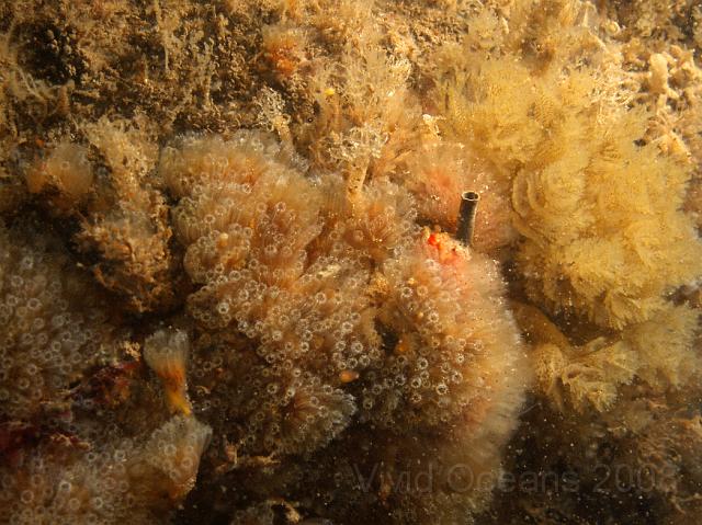 DW265308.JPG - Another turf assortment with the colonial ascidian Sidnyum turbinatum in the centre flanked by Tubularia hydroids to the left and Bugula bryozoan to the right - amongst the crowd!