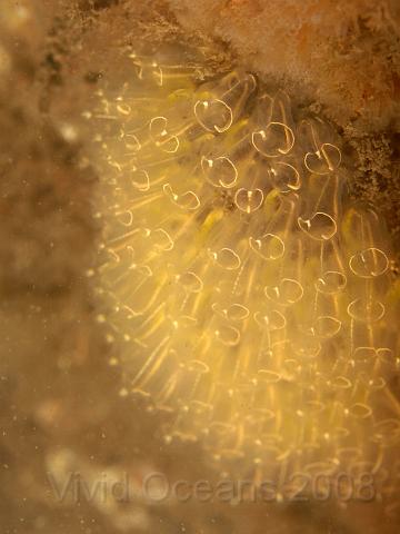 P7267044.JPG - Golden yellow Lightbulb sea squirts