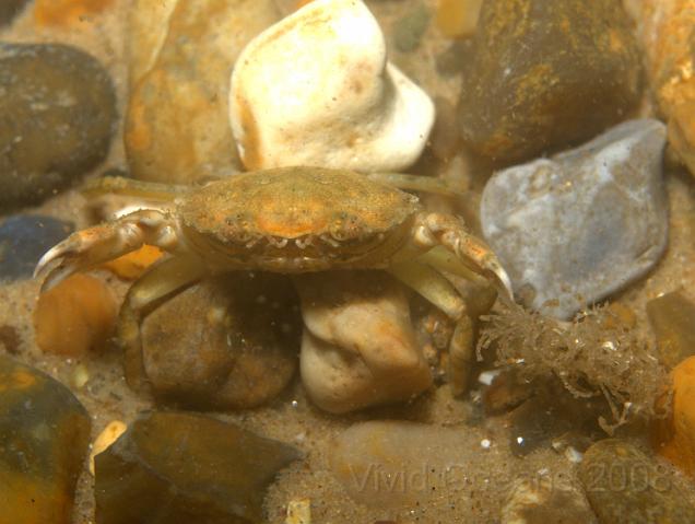P7267061.JPG - So do you feel lucky punk? This quick draw Shore crab and his sidekick the Sand Mason are ready for a rumble.