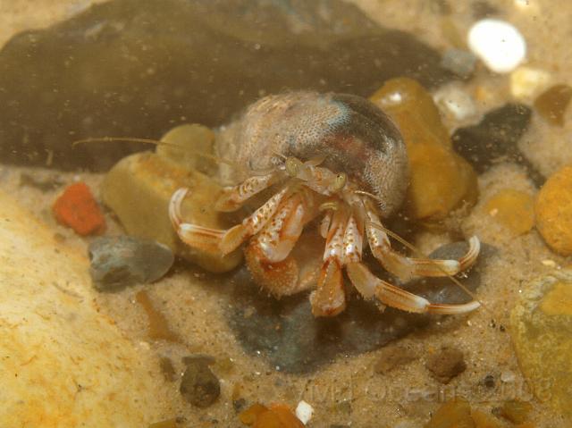P7267063.JPG - Though they are clearly on this slightly larger example - his shell has Sea mat - Electra pilosa - growing on it