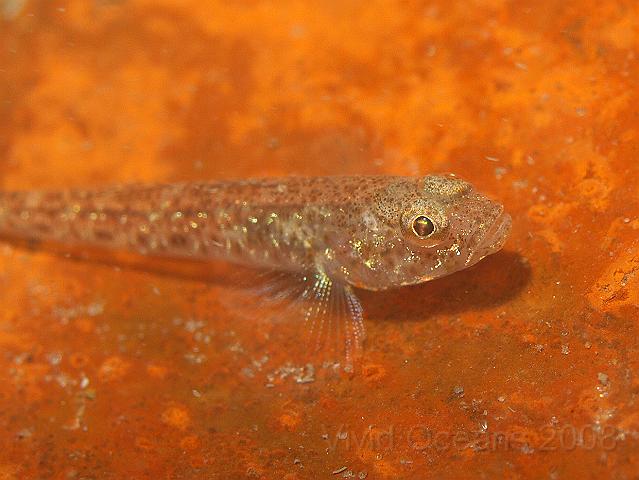 P7277181.JPG - The number of Sandy gobies - Pomatoschistus minutus - is amazing. Many even have to swarm on the wreckage!