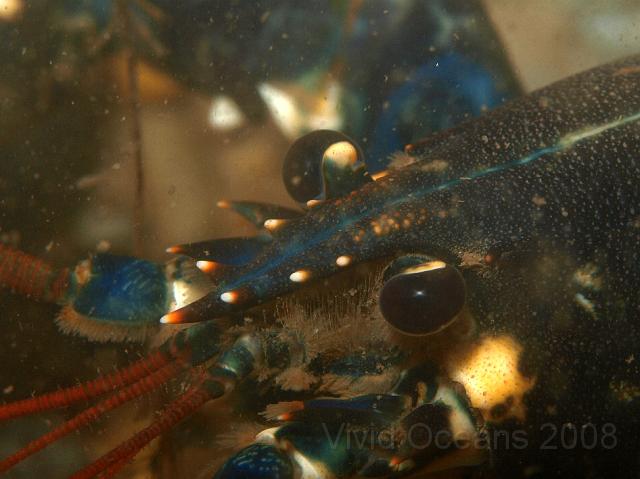 P7277186.JPG - Nice rostrum! Common lobster - Homarus gammarus