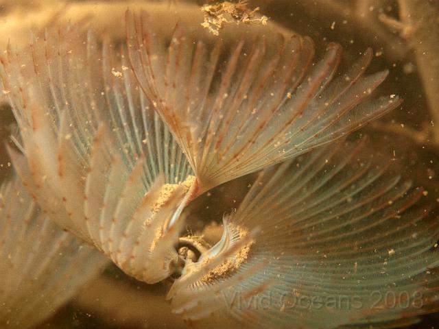 P7277194.JPG - The largest of the Peacock Fanworms - Sabella pavonina on the Vera collect plenty of debris to eat, alright if you like that kind of thing.