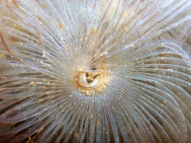 P7277200.JPG - They grow as large as flowers in a protected clump under the propshaft - Spot the copepods on this one?