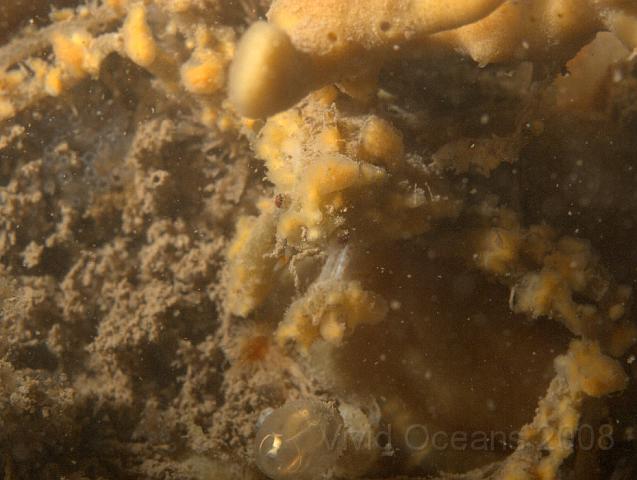 P7277256.JPG - The sponge spider crabs - Inachus spp. - also dress up for the season
