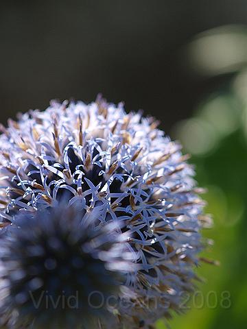 P7252451.JPG - Allium