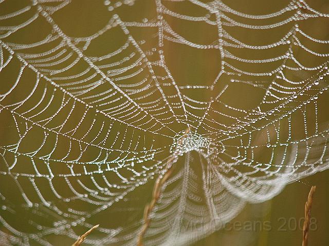 P7286448.JPG - Spider works
