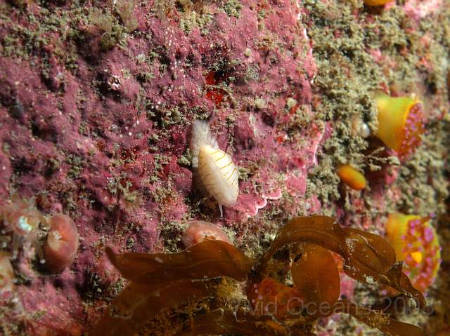 DW076643.JPG - Nobody explained what made these 'false'... Simnia patula - The False cowrie, most often seen on Pink Sea Fans and Dead Man's Fingers