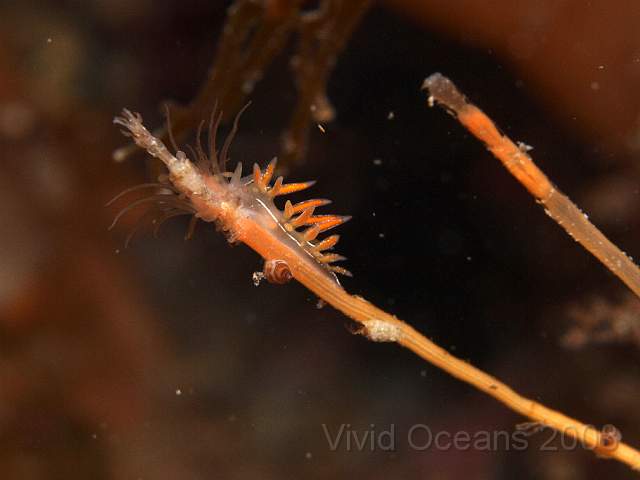 P9077988.jpg - Coryphella lineata - one of a number of similar slugs. 'lineata' due to the lines! Usually eat hydroids, particularly tubularia