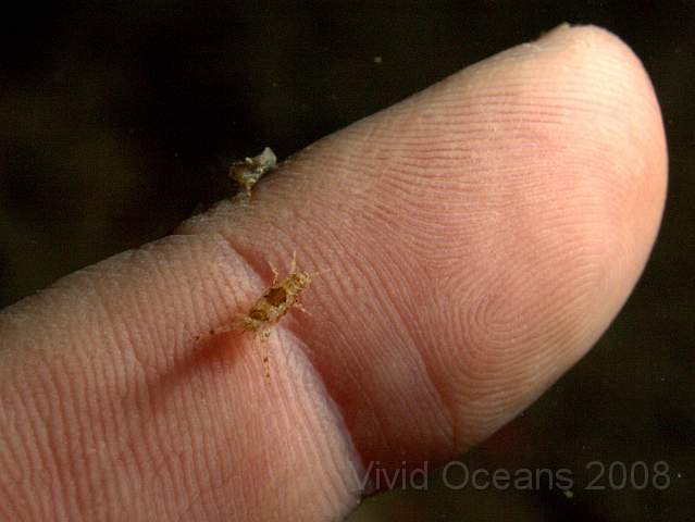 DW0866791.JPG - The reefs were covered in these amphipods -Jassa falcata