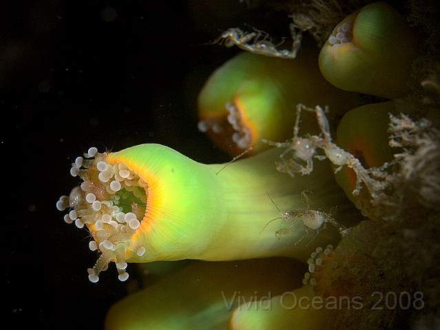 P9088195.jpg - The closer you look... Amphipods in the anemone and Caprella spp. (pregnant) on the right