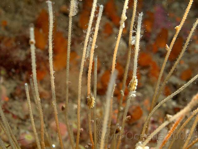 DW096798.jpg - These Antenna hydroid -Nemertesia antenina - have been heavily grazed. Probably by the little Doto slugs which are zipping up and down them.