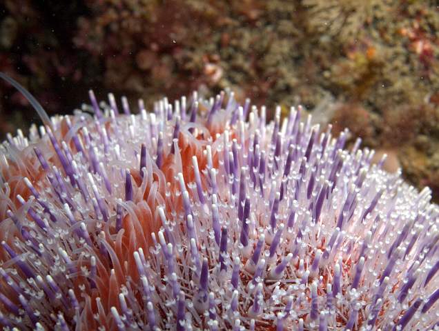 DW096817.jpg - Common Sea Urchin - Echinus esculentus, the closer you look the more there is to see