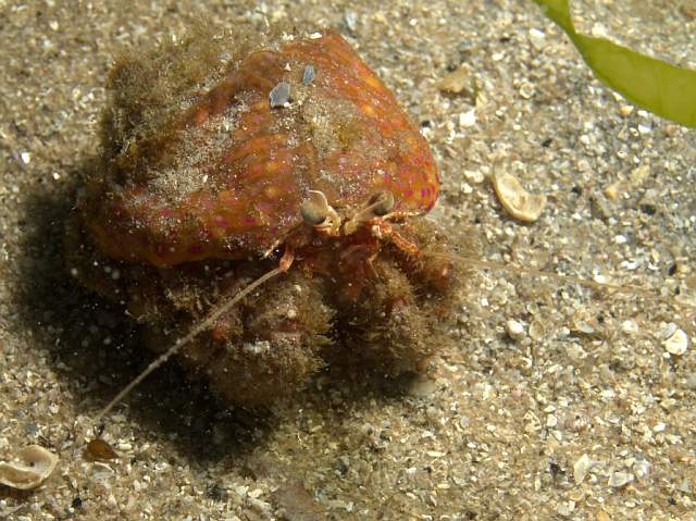 DW1069131.jpg - Adamsia carcinopados - the Cloak anemone, protecting a hermit crab Pagurus prideaux