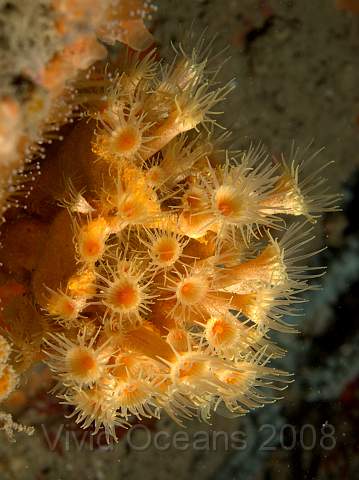 DW116938.jpg - These Yellow Cluster anemone - Parazoanthus axinellae - are some of my favourite anemones