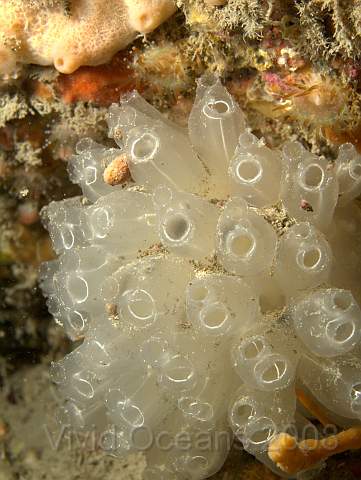 DW116943.jpg - A small Football sea squirt,  Diazona violacea