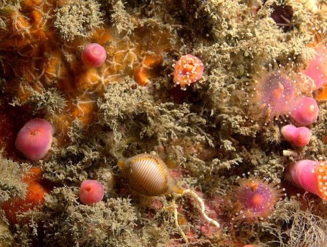 DW116944.jpg - The mantle is parted showing that the shell is plain white (Arctic = plain snowy white I suppose) so this is the Arctic cowrie - Trivia arctica