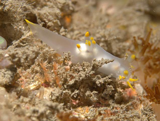 P9118564.jpg - A Polycera faeroensis - Yellow edged polycera - in a hurry. The body is white, not marked like Polycera quadrilineata