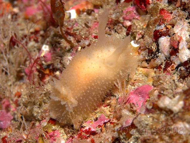 P9118577.jpg - Not really called a scotty dog slug at all - Acanthodoris pilosa - often white, a very pert slug with relatively large rhinopores