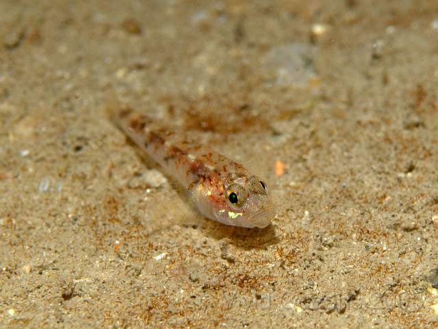 P9118610.jpg - Sand Goby - Pomatoschistus minutus - probably. It's hard to tell the small common gobies apart