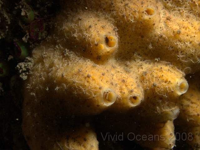 DW096836.jpg - Halichondria panicea (possible)