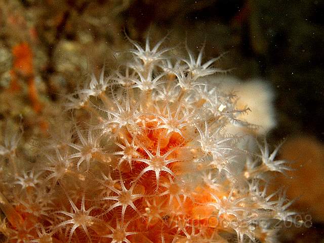 DW076594.JPG - Alcyonium glomeratum - Red Fingers