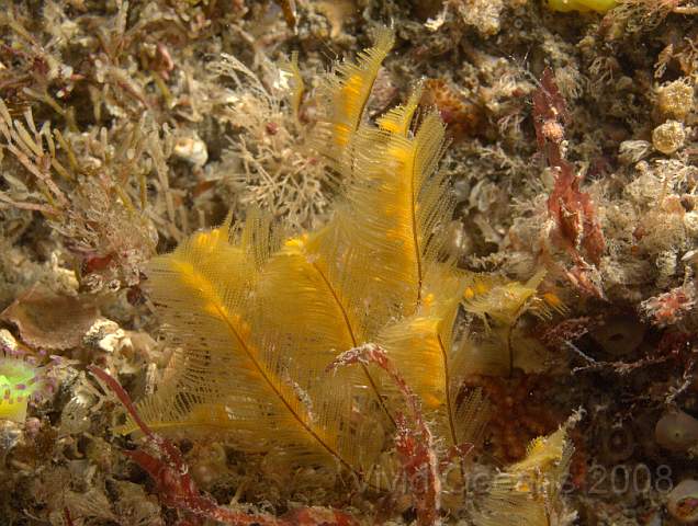 DW096807.jpg - Aglaophenia spp. maybe kirchenpaueri - a feathery hydroid, note the orange reproductive structures