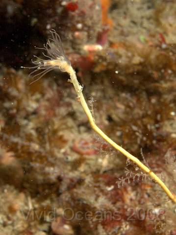 DW096813.jpg - Tubularia indivisa - Oaten Pipe hydroid