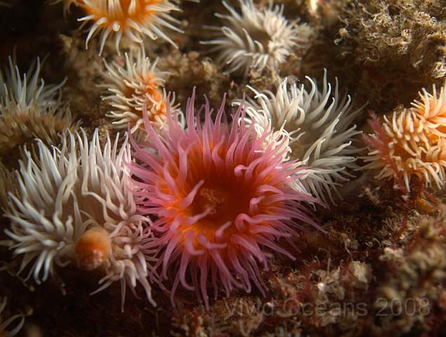 DW106879.jpg - Sargatia elegans - the Elegant anemone, varieties venusta (white with orange centre), nivea (all white) and  rosea (pink)