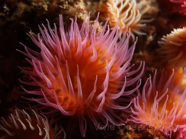 DW106882.jpg - Sargatia elegans - the Elegant anemone, variety rosea