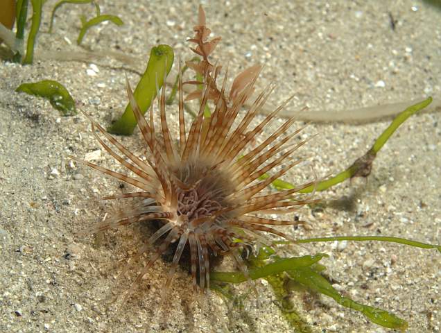 DW106904.jpg - Cerianthus lloydii - a tube anemone