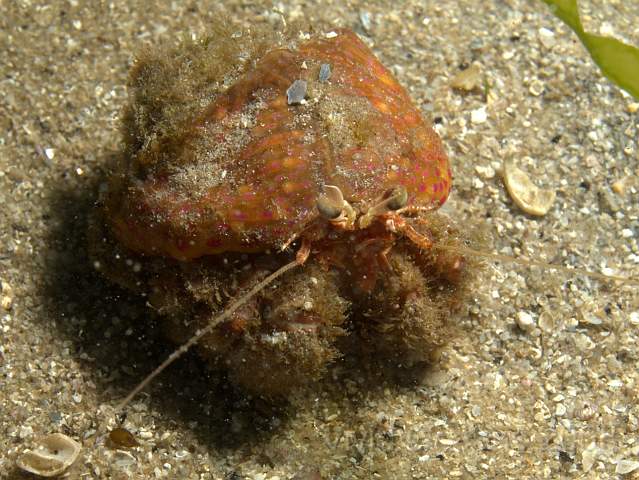 DW1069131.jpg - Adamsia carcinopados - the Cloak anemone, protecting a hermit crab Pagurus prideaux