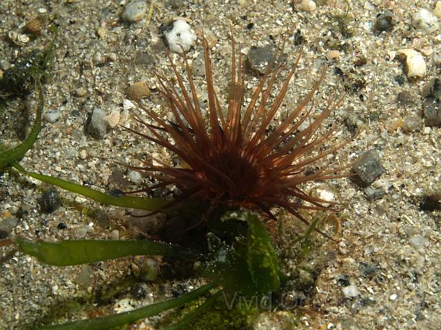 DW106919.jpg - Cerianthus lloydii - a tube anemone