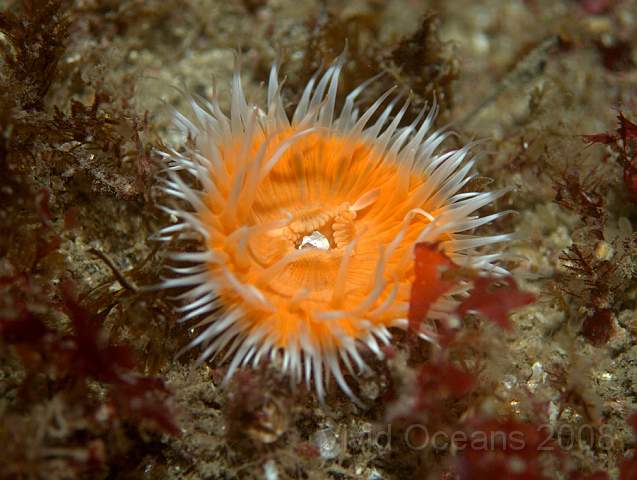 P9077977.jpg - Sargatia elegans - the Elegant anemone, variety venusta (white with orange centre)