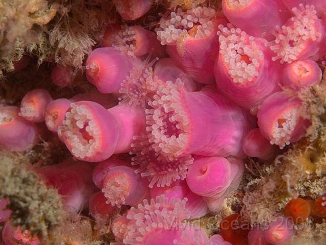 P9088215.jpg - Corynactis viridis - Jewel anemones