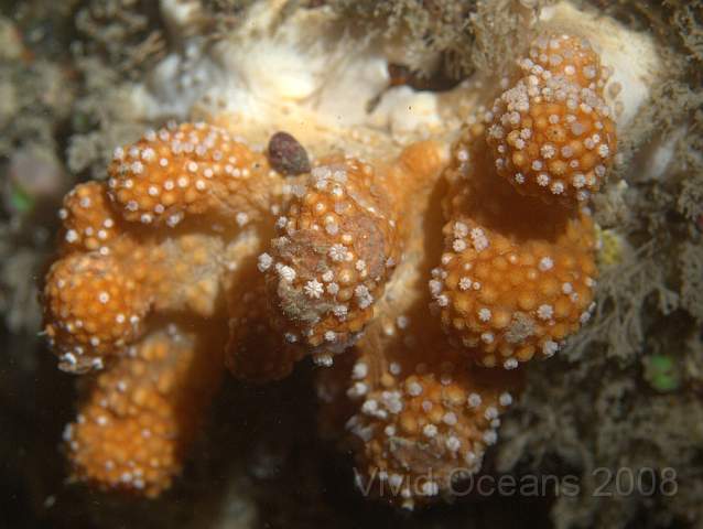P9098270-1.jpg - Alcyonium glomeratum - Red Fingers