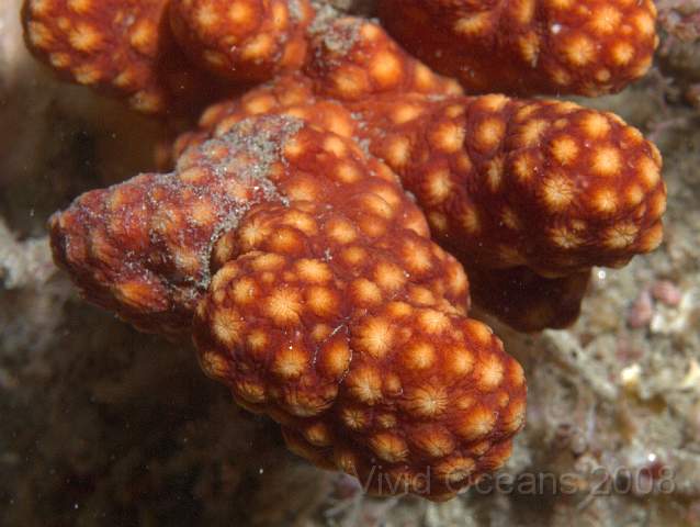 P9098331.jpg - Alcyonium glomeratum - Red Fingers, retracted