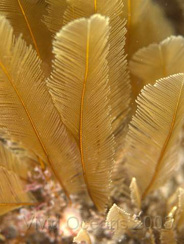 P9098340.jpg - Gymnangium montagui - a feathery hydroid, slightly more robust than Aglaophenia spp
