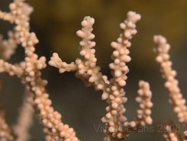 P9098341.jpg - Eunicella verrucosa - Pink Sea Fan, polyps retracted
