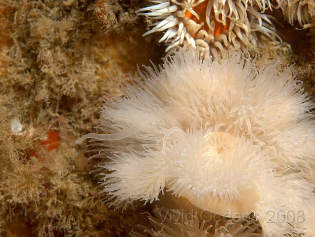 P9108364.jpg - Metridium senile - Plumose anemone