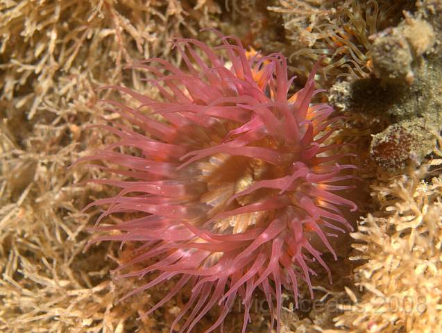 P9108365.jpg - Sargatia elegans - the Elegant anemone, variety rosea (pink)