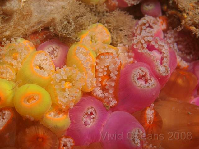 P9108379.jpg - Corynactis viridis - Jewel anemones