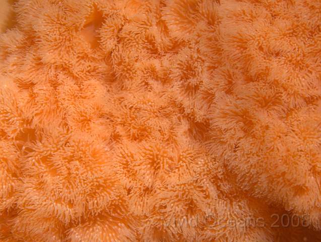 P9108392.jpg - Metridium senile - dense carpet of Plumose anemones