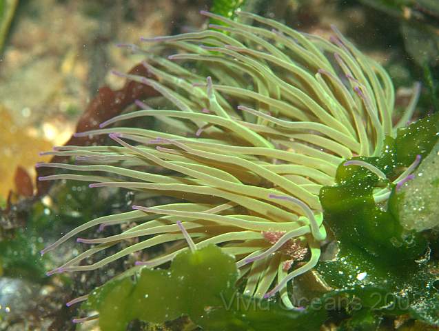 P9108470.jpg - Anemonia viridis - Snakelocks anemone