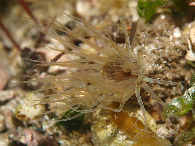 P9108517.jpg - Cerianthus lloydii - a tube anemone