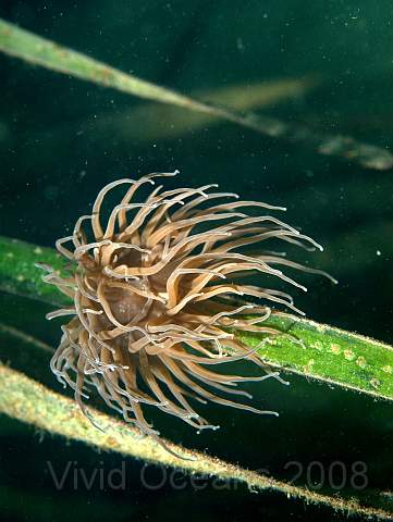 P9108537.jpg - Anemonia viridis - Snakelocks anemone