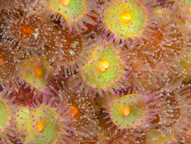 P9118582.jpg - Corynactis viridis - Jewel anemones, notice the characteristic club ended tentacles