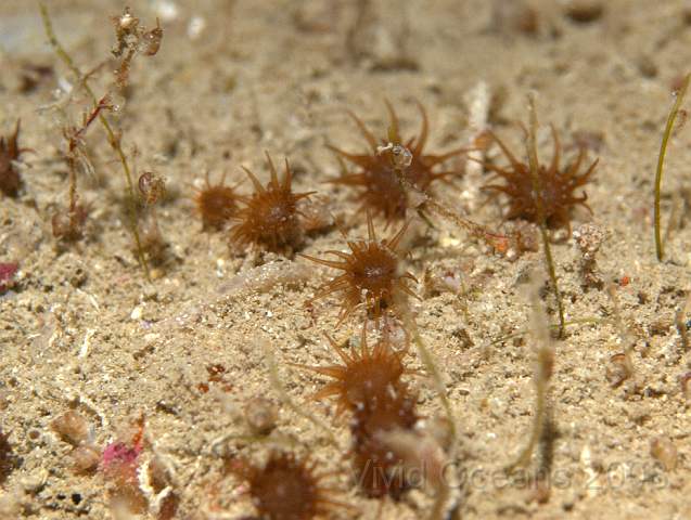 P9118611.jpg - Isozoanthus sulcatus - Ginger tiny
